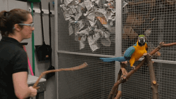Macaw Side Stepping Up GIF