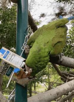 Macaw Stealing Food GIF