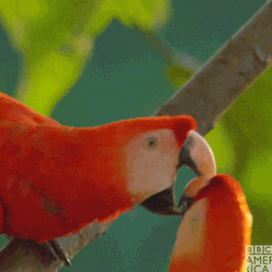 Macaw Sweet Macaw Couple GIF