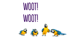 Macaw Woot Vibe GIF