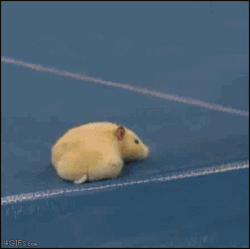 Macho Man Fighting A Hamster  GIF