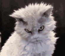 Mad Cat Is Staring GIF