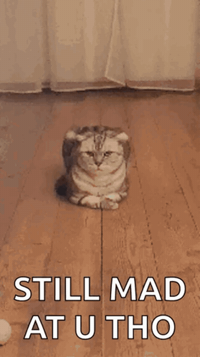 Mad Cat Laying On Floor GIF