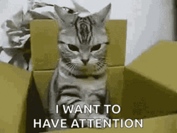Mad Cat Wants Attention GIF