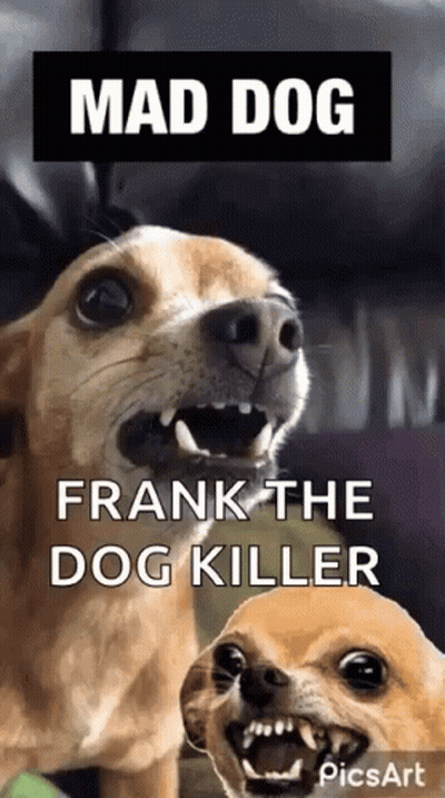 Mad Dog Frank The Dog Killer Two Dogs With Open Mouths GIF