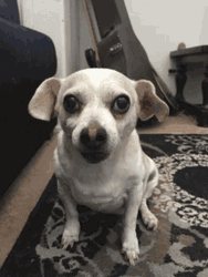 Mad Face Angry Dog Barking Reaction GIF