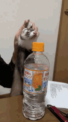 Mad Ferret Bottle Punch