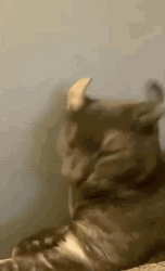Mad Funny Cat With Horn Ears GIF