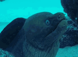 Mad Giant Moray Eel Opening Mouth GIF