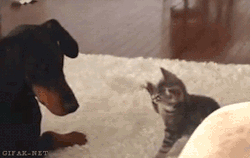 Mad Kitten Come At Me Bro GIF