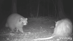 Mad Possum And Racoon In The Woods GIF