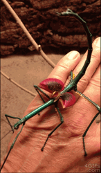 Madagascar Stick Insect