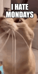 Made It Through Monday Kitty GIF