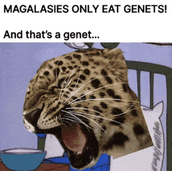 Magalasy Genet GIF