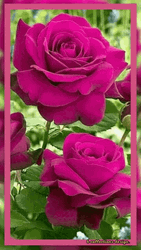 Magenta Pink Flores Blooming GIF