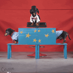 Magical Dog  Illusion GIF