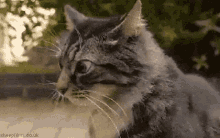 Maine Coon Looking Around GIF