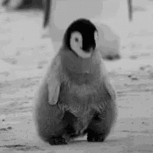 Mais Si Pinguin GIF