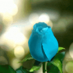 Majestic Blue Rose Blooming