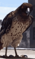 Majestic Brown Hawk GIF