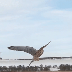 Majestic Hawk Flying GIF