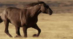 Majestic Horse Running