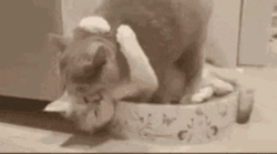 Make Love Cat Kiss Hug GIF
