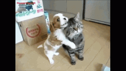 Make Love Puppy Cat Friends GIF