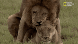 lions mating gif