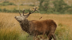 Male Deer Washing Face GIF
