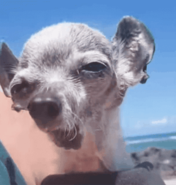 Malnourish And Ugly Dog GIF