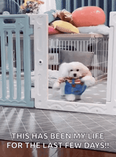 Maltese Dog GIF
