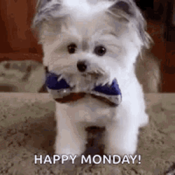 Maltese Dog Happy Monday GIF