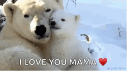 Mama And Baby Polar Bears Cuddling GIF