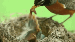 Mama Bird Feeding Baby GIF