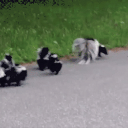 Mama Skunk With Her Babies GIF