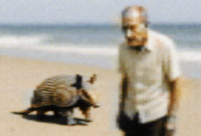 Man And Armadillo Standing On Beach GIF