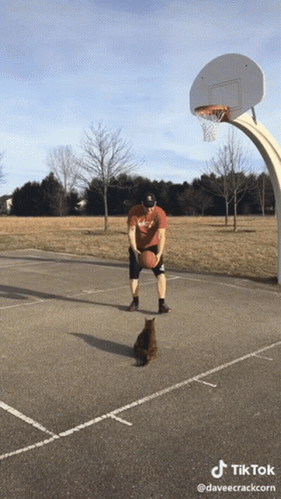 Man And Cat Playing Basketball TikTok GIF