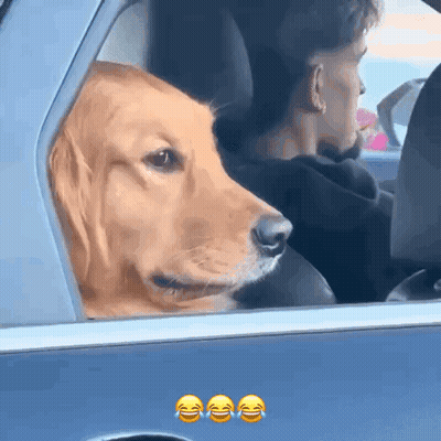 Man And Dog In Car Dog Sticking Head Out Window GIF