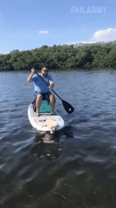 Man And Dog On Paddle Board Failarmy GIF