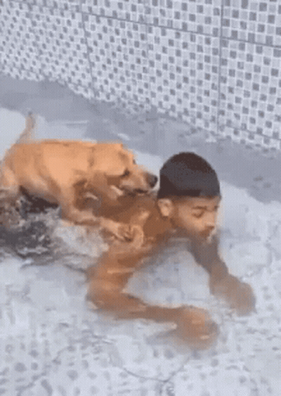 Man And Dog Playing In Pool GIF