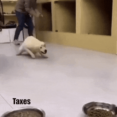 Man And Dog Playing With Bowl Of Food And Taxes GIF