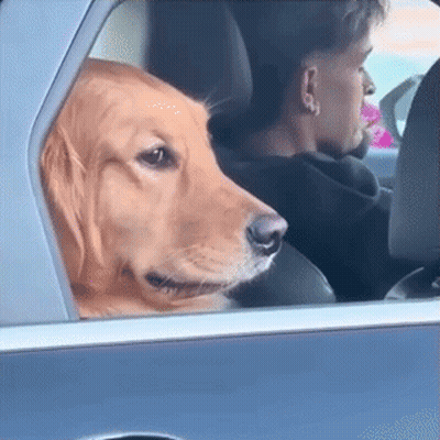 Man And Dog Sticking Head Out Car Window GIF