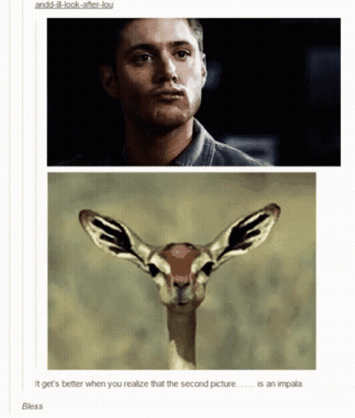 Man And Gazelle GIF