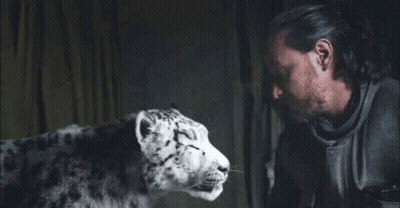 Man And Snow Leopard Look At Each Other GIF