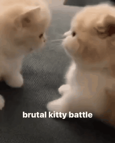 Man And Woman In Front Of Purple Wall Saying Please Stop Fighting GIF