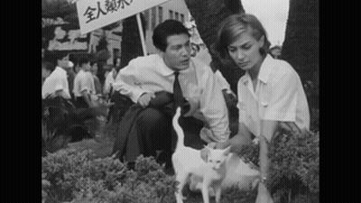 Man And Woman Looking At Small White Cat GIF