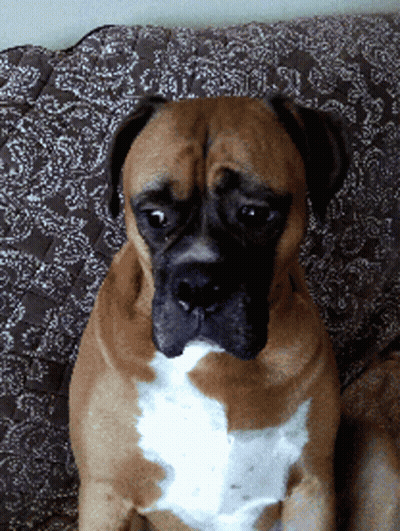 Man Asking Really GIF