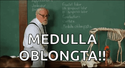 Man At Blackboard With Medulla Oblongata GIF