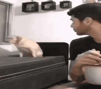 Man At Table With Food, Cat At Window GIF